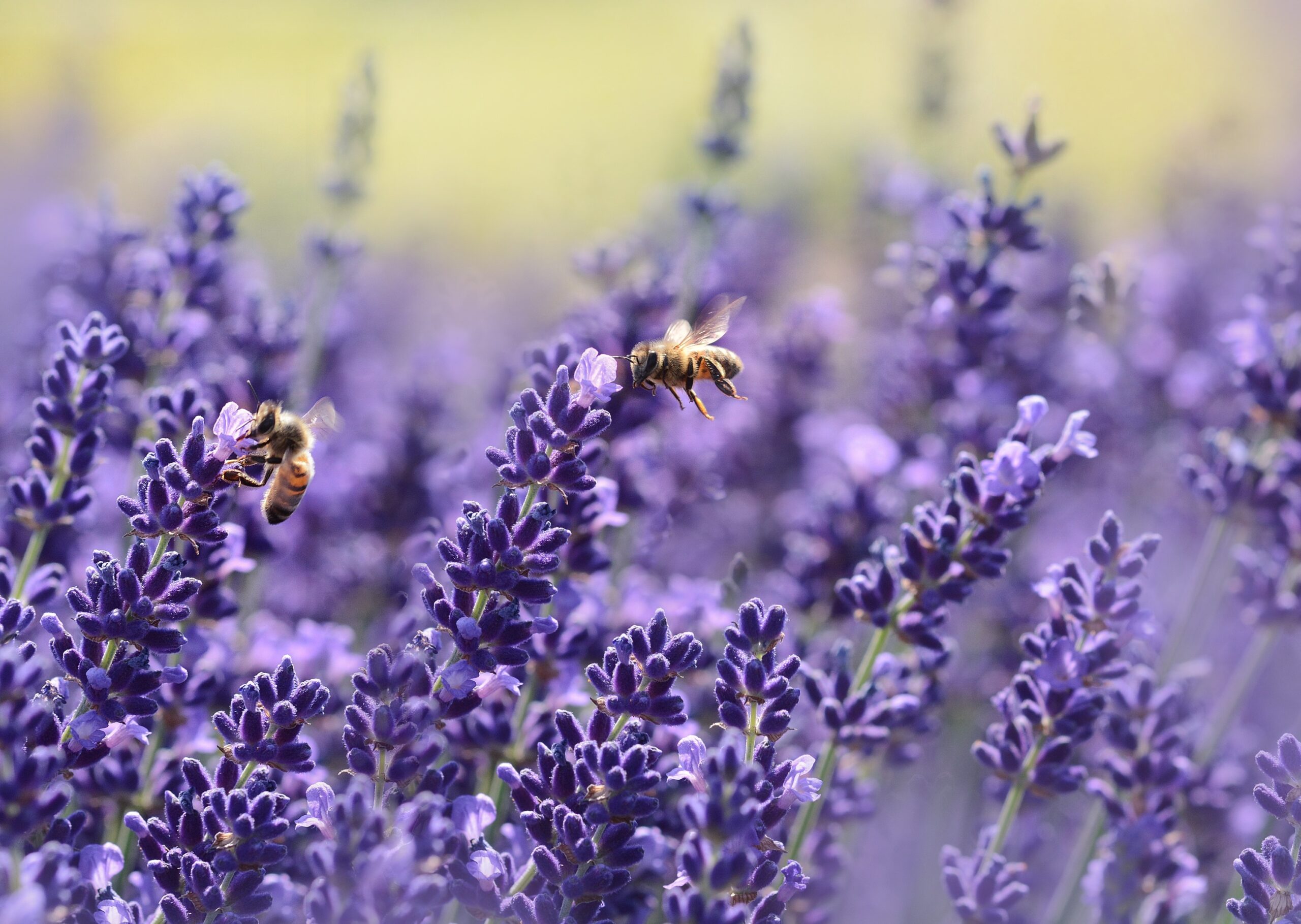 Bee lavender